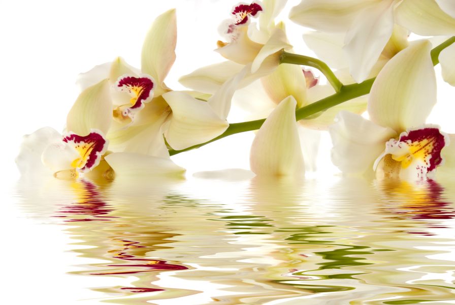 Картина на холсте Цветы орхидеи на воде, арт hd0433601