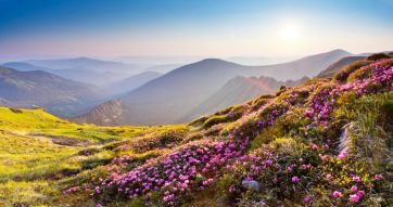 Фотообои Поляна цветы в горах