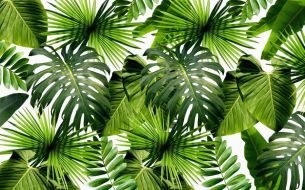 Фотообои Тропические листья