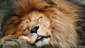 Фреска Спящий лев