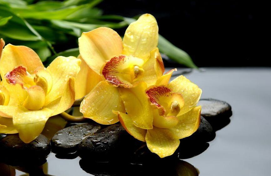 Картина на холсте орхидея и камни, арт hd0671601