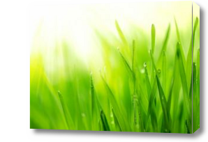 Картина Зеленая трава в лучах солнца