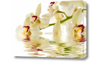 Картина Цветы орхидеи на воде