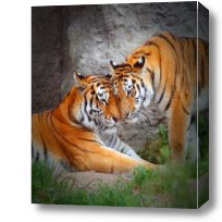 Картина Тигры, любовь