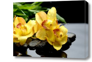 Картина орхидея и камни