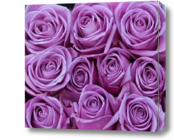 Картина фиолетовые розы