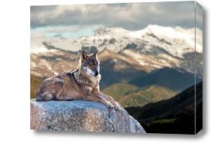 Картина одинокий волк